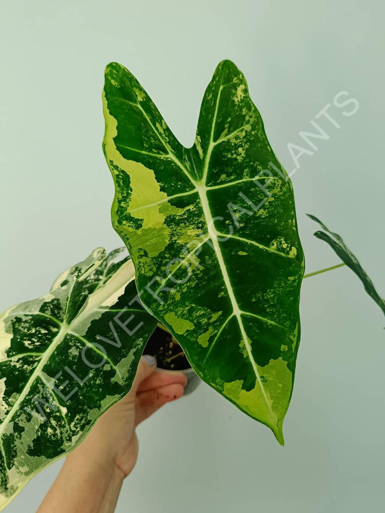 Alocasia micholitziana frydek variegata