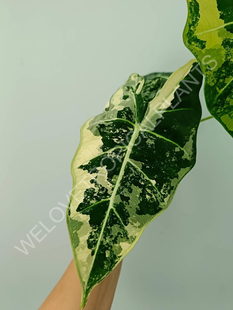 Alocasia micholitziana frydek variegata