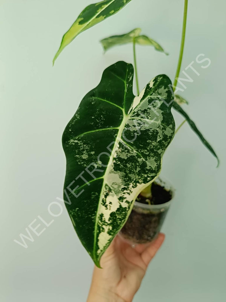 Alocasia micholitziana frydek variegata