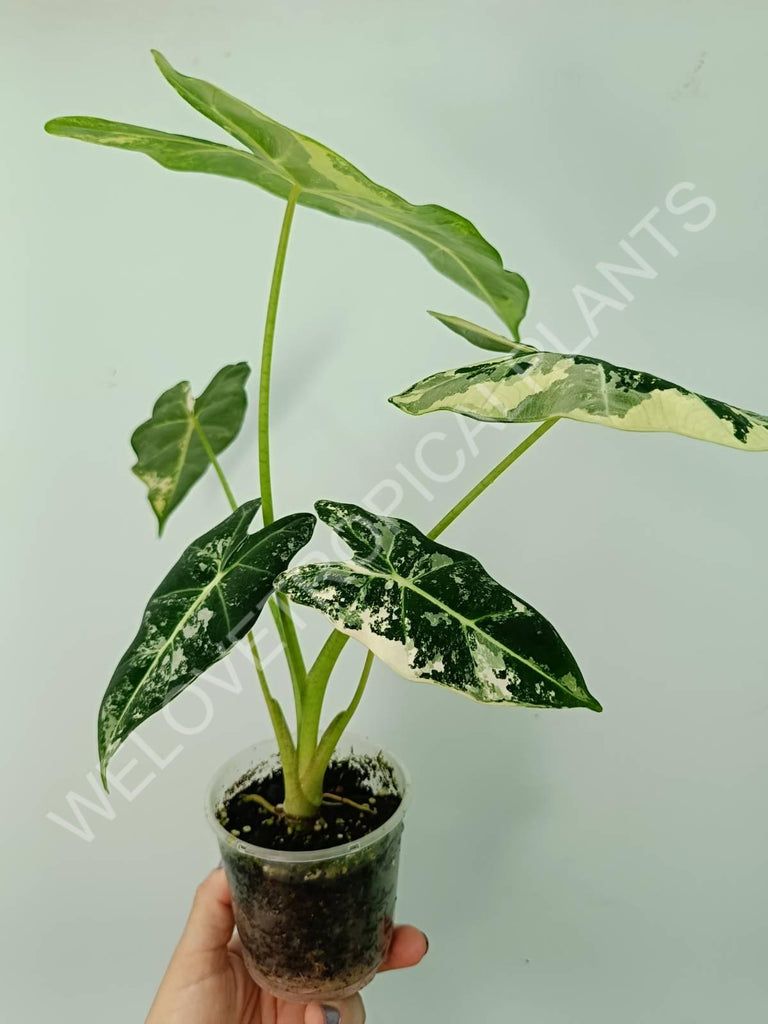 Alocasia micholitziana frydek variegata