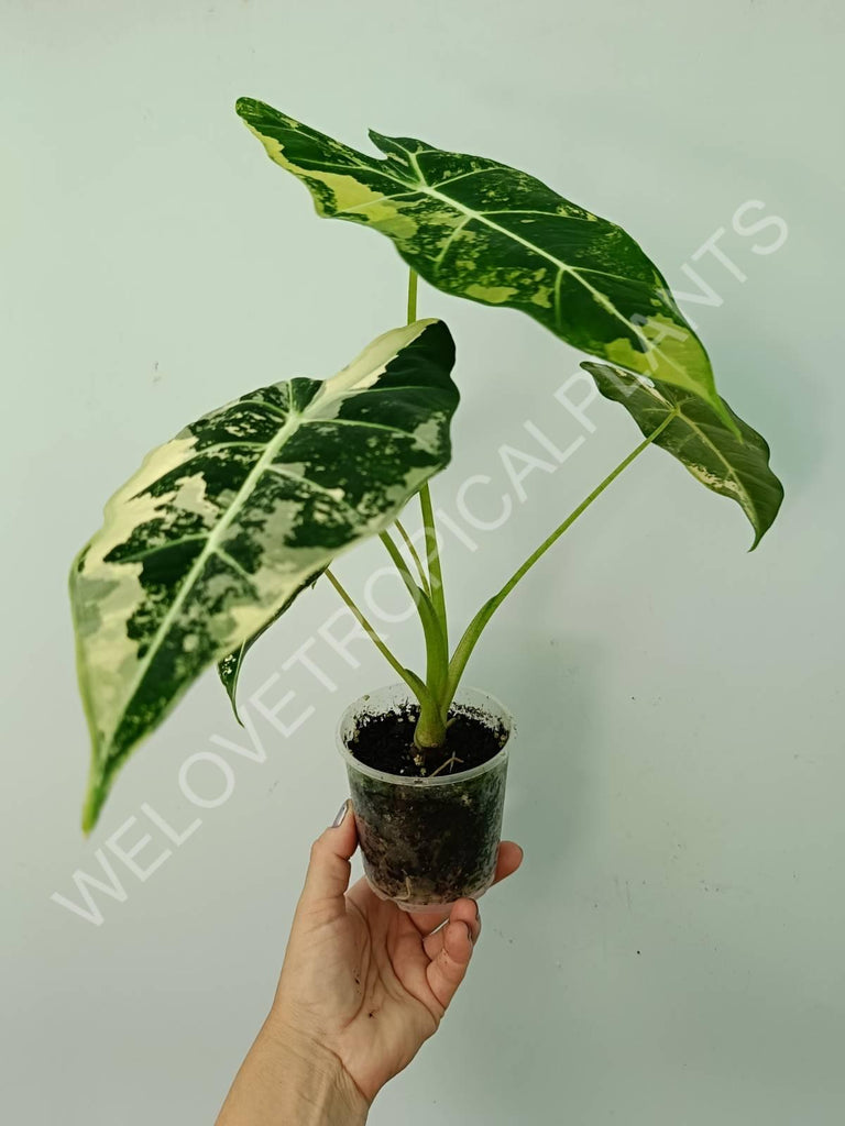 Alocasia micholitziana frydek variegata