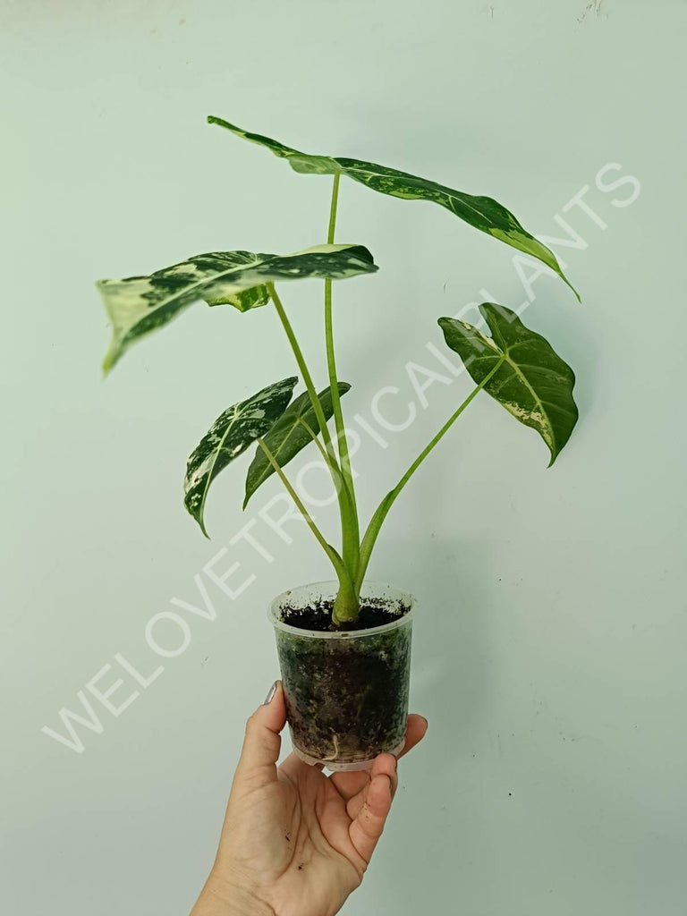 Alocasia micholitziana frydek variegata