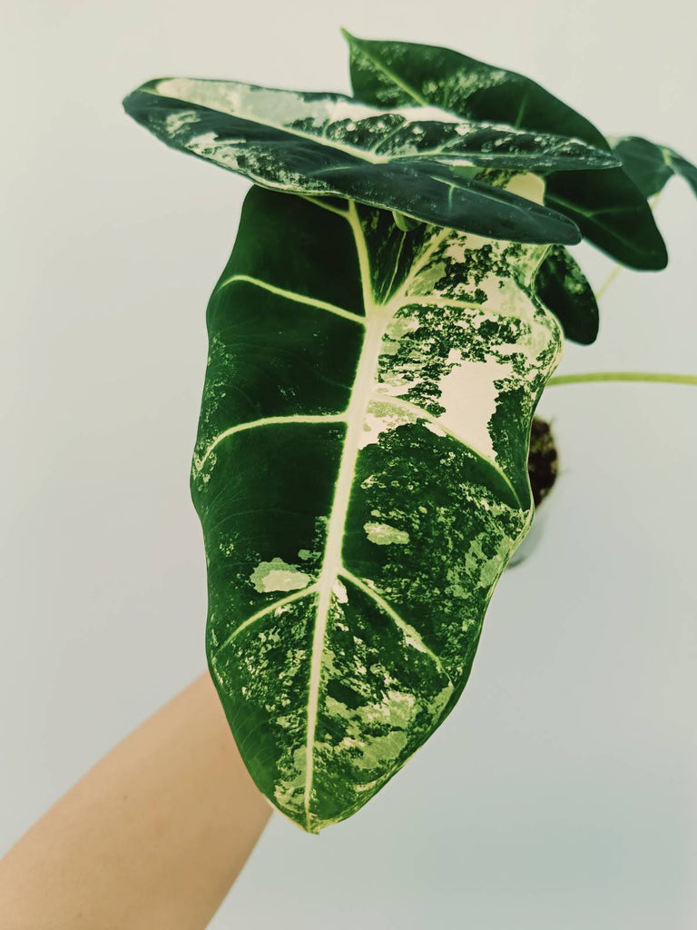 Alocasia micholitziana frydek variegata