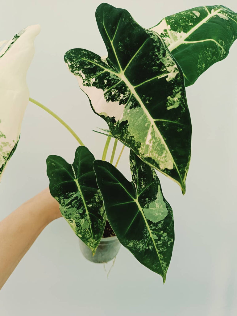 Alocasia micholitziana frydek variegata