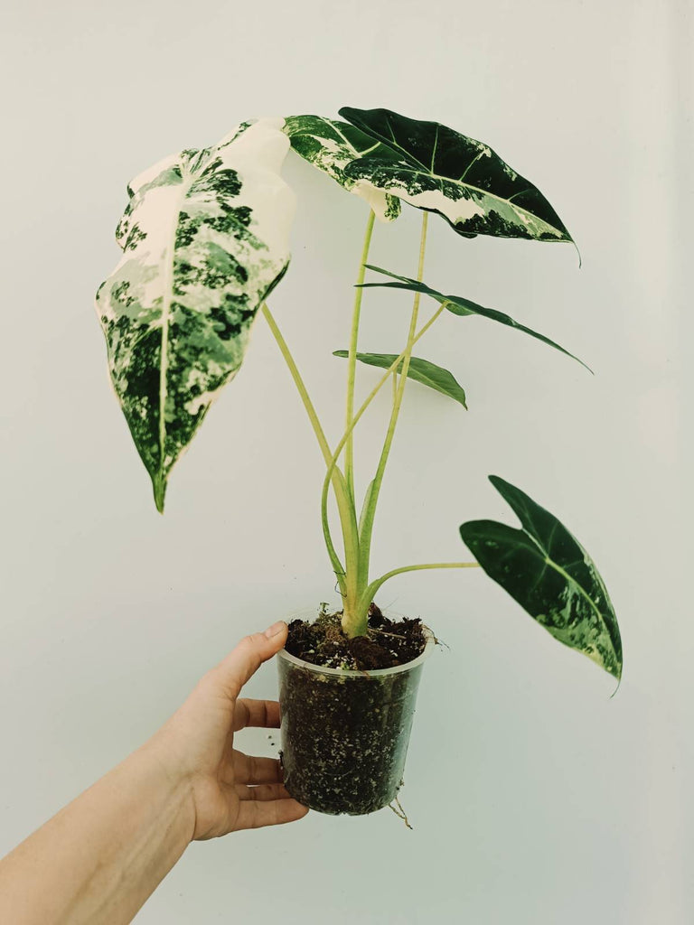 Alocasia micholitziana frydek variegata