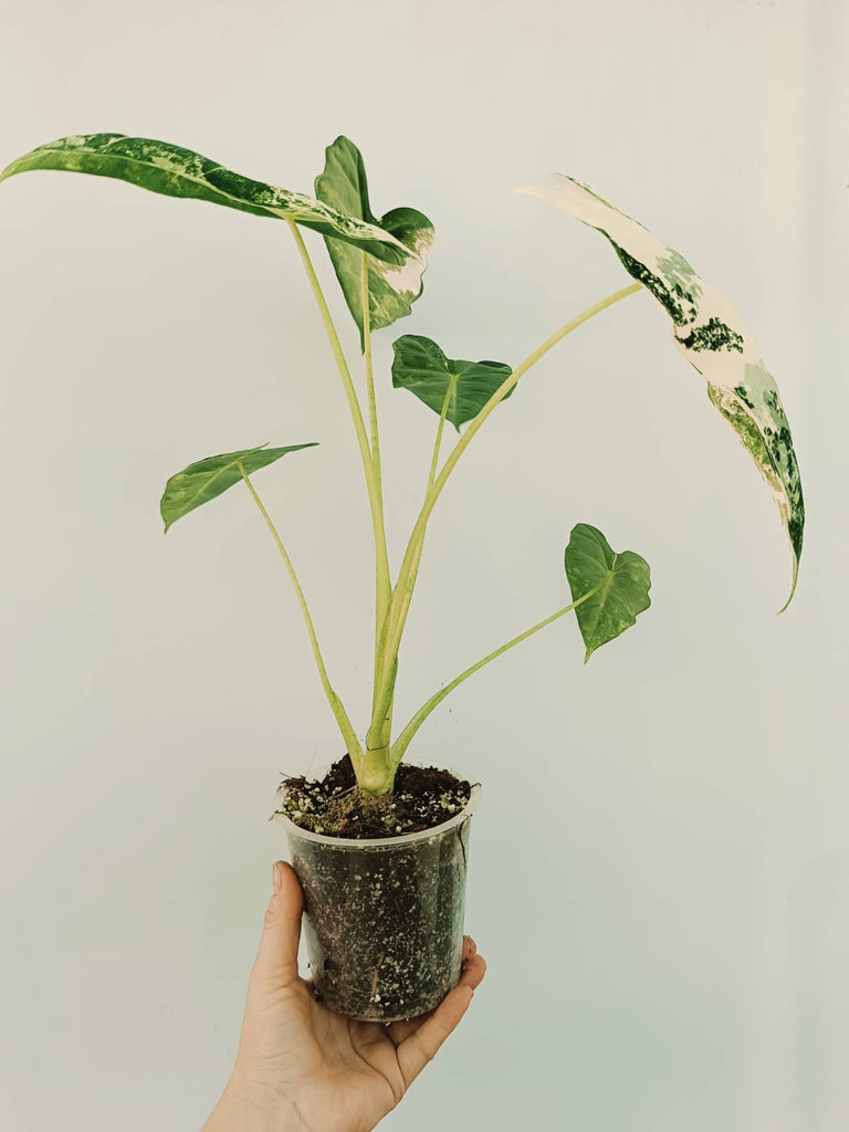 Alocasia micholitziana frydek variegata