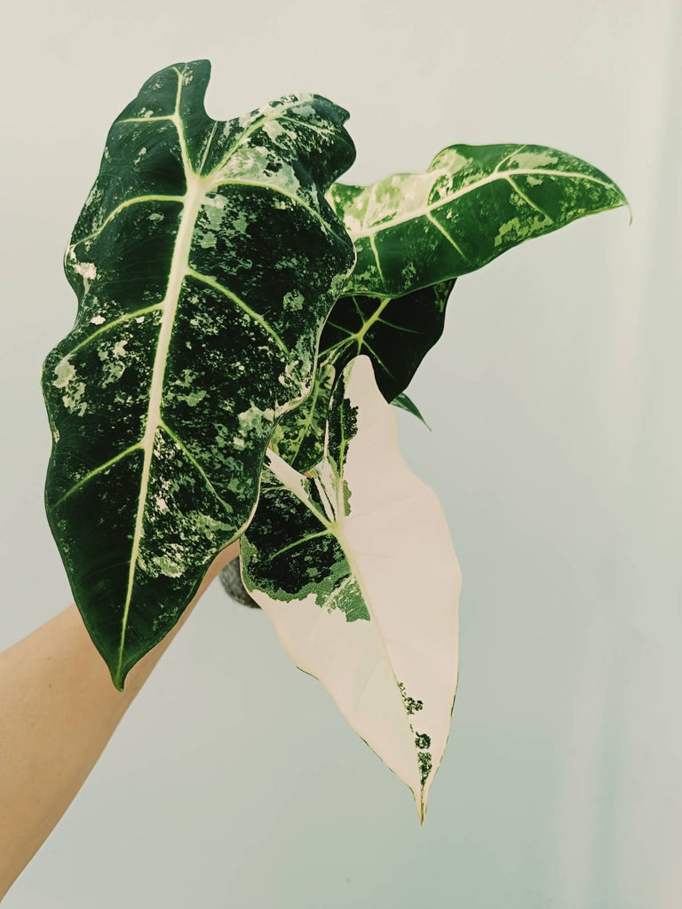 Alocasia micholitziana frydek variegata