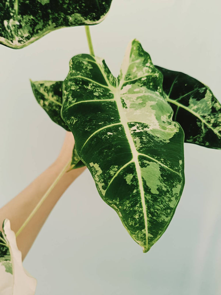 Alocasia micholitziana frydek variegata