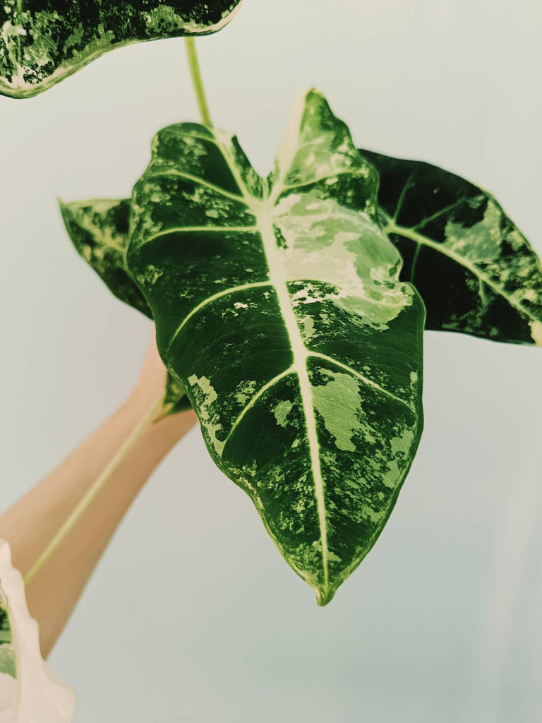 Alocasia micholitziana frydek variegata