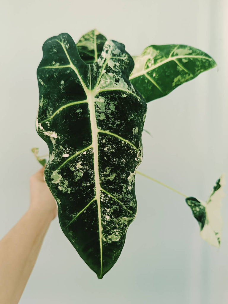 Alocasia micholitziana frydek variegata