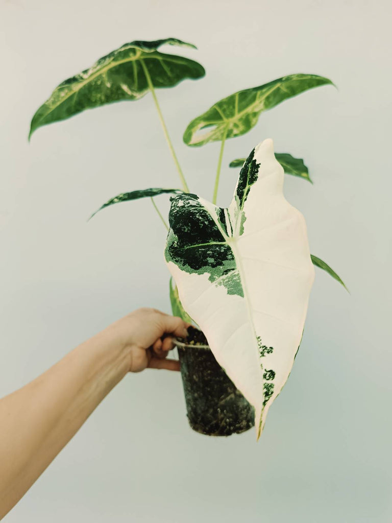 Alocasia micholitziana frydek variegata