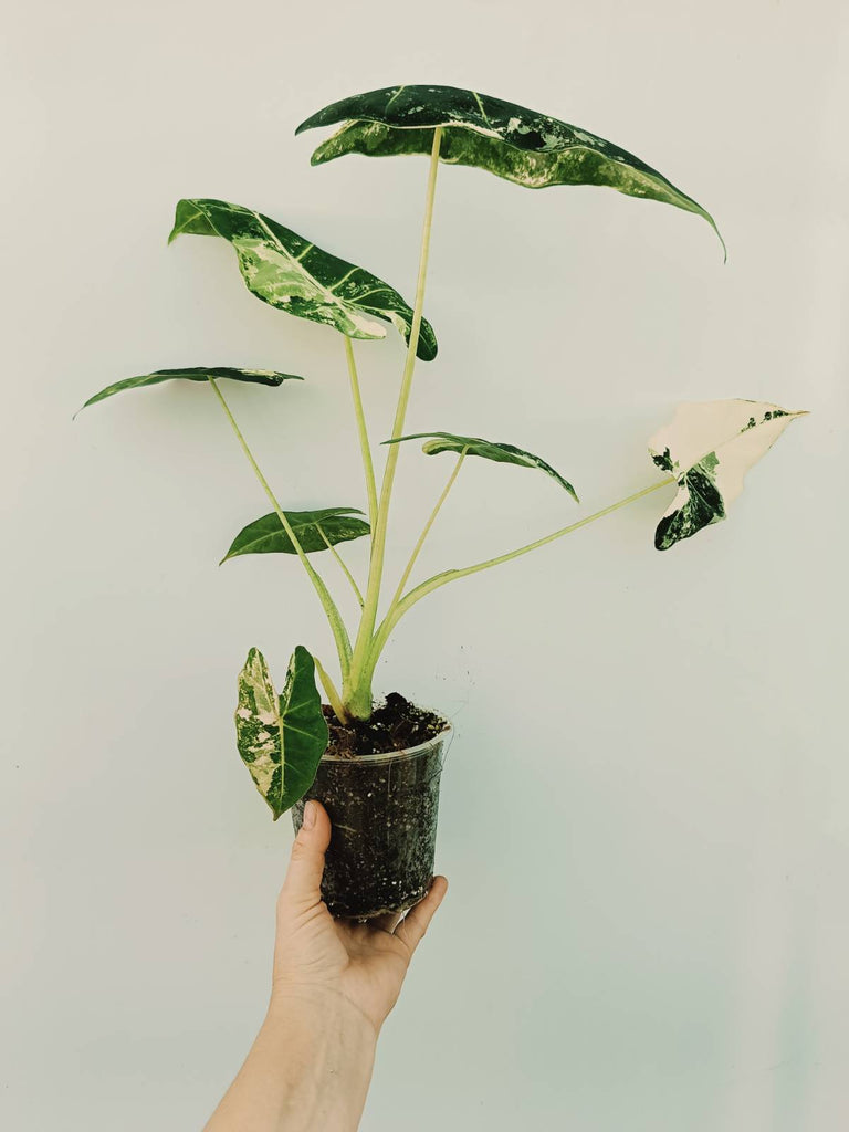 Alocasia micholitziana frydek variegata