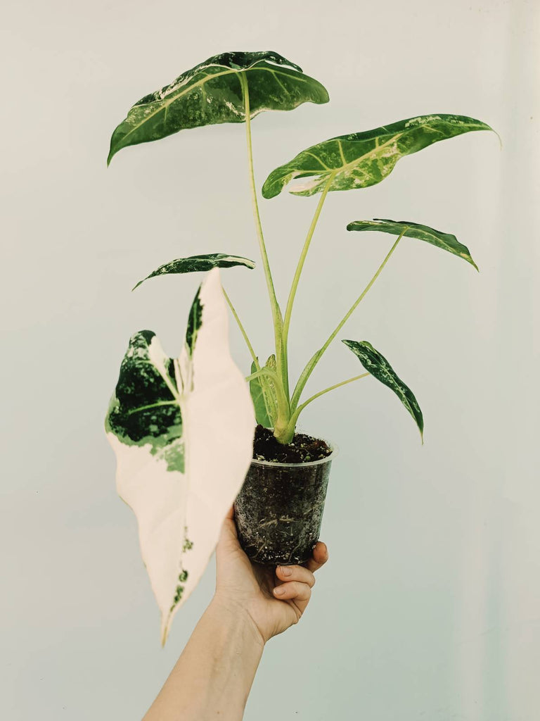 Alocasia micholitziana frydek variegata