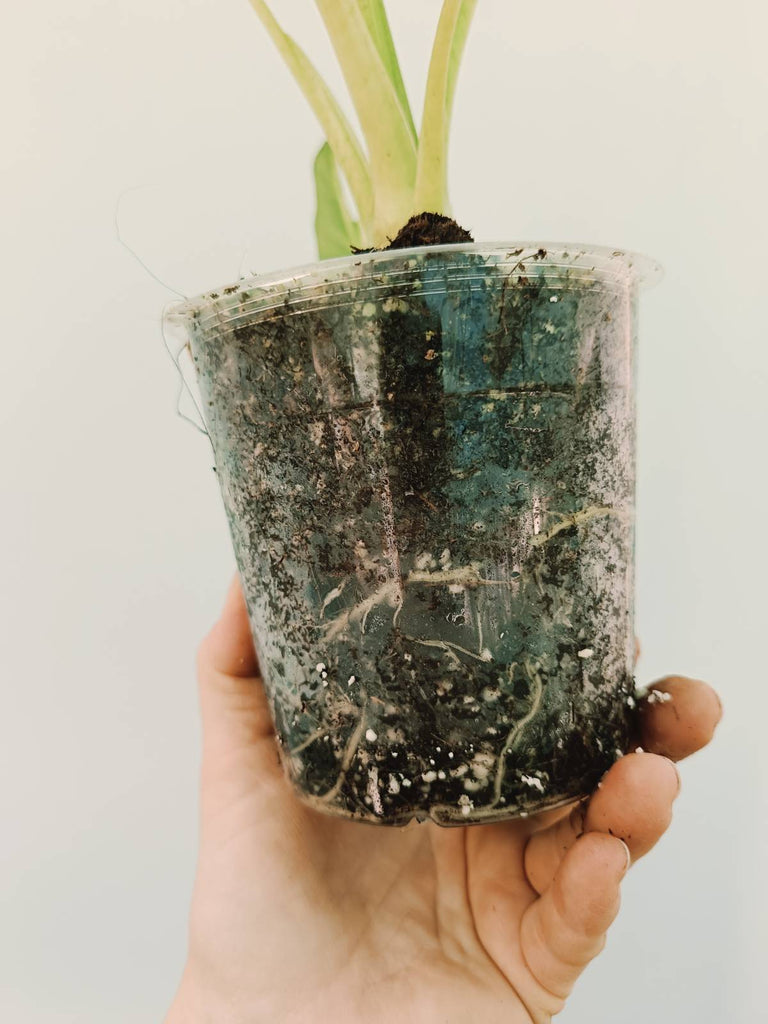 Alocasia micholitziana frydek variegata