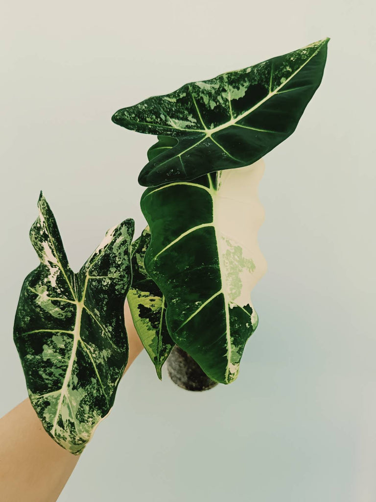 Alocasia micholitziana frydek variegata