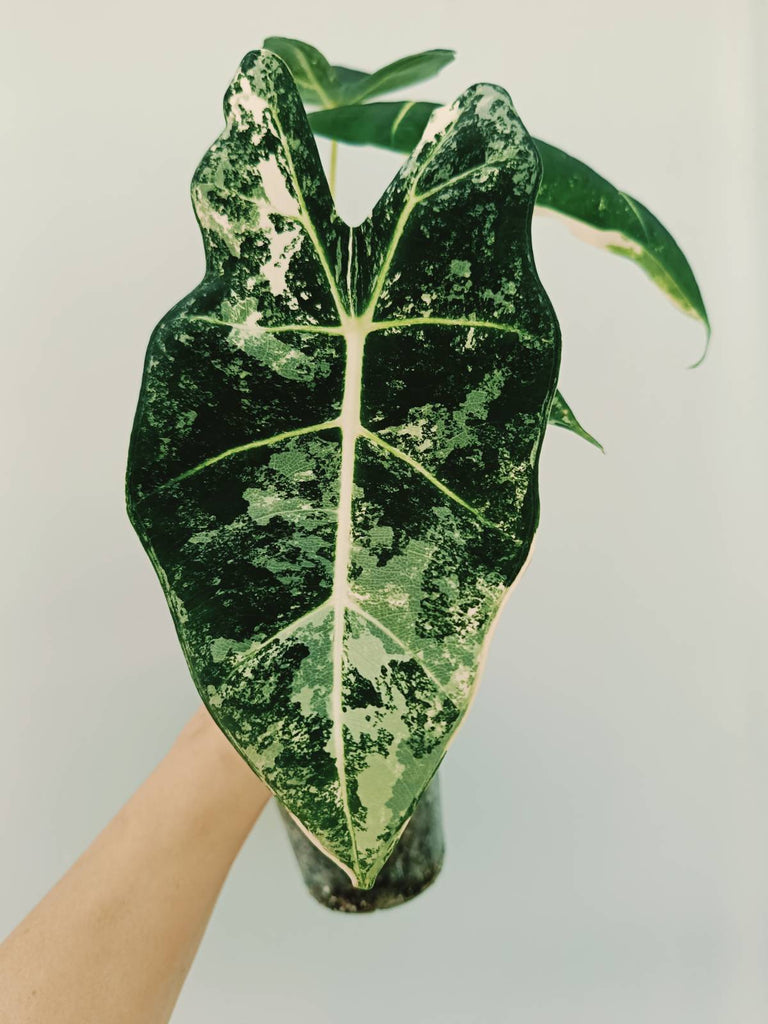 Alocasia micholitziana frydek variegata