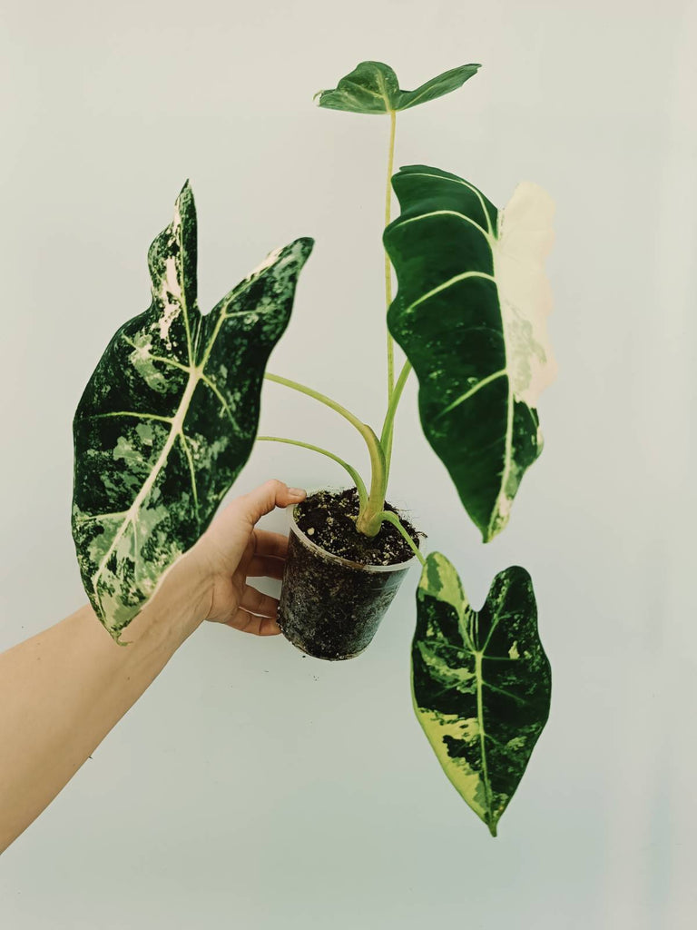 Alocasia micholitziana frydek variegata