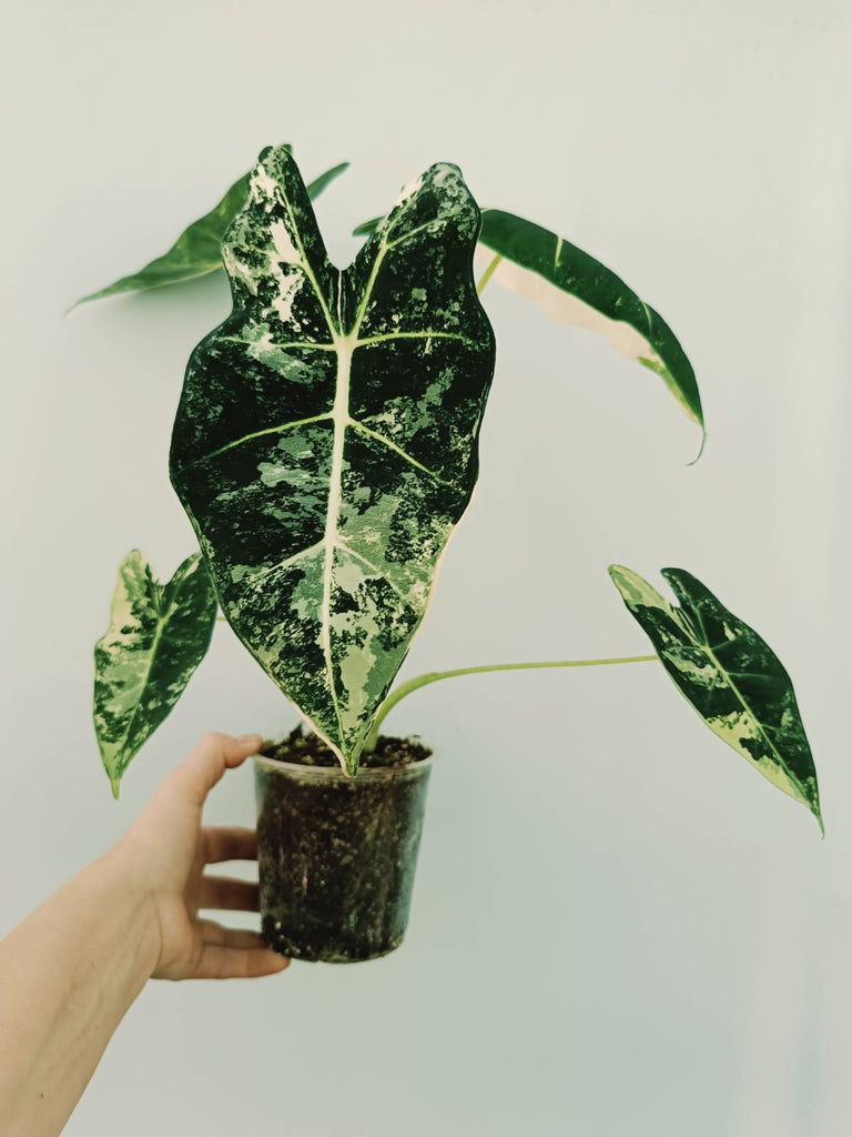 Alocasia micholitziana frydek variegata