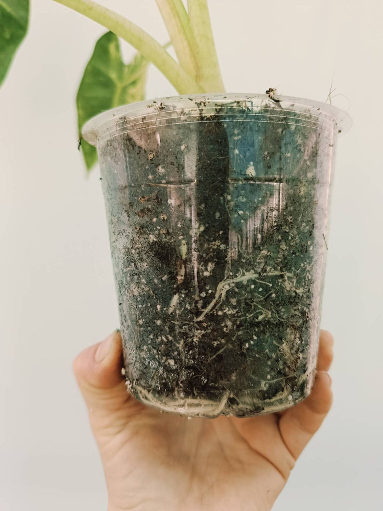 Alocasia micholitziana frydek variegata