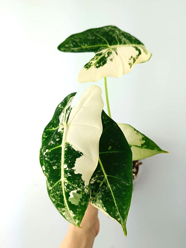 Alocasia micholitziana frydek variegata