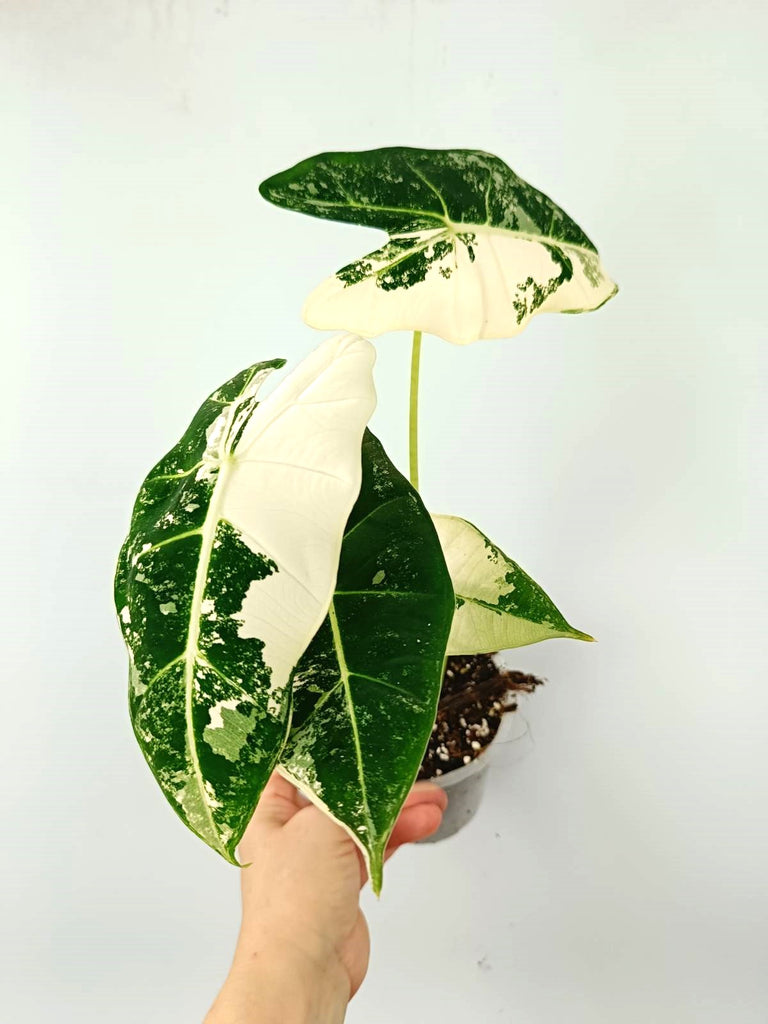 Alocasia micholitziana frydek variegata