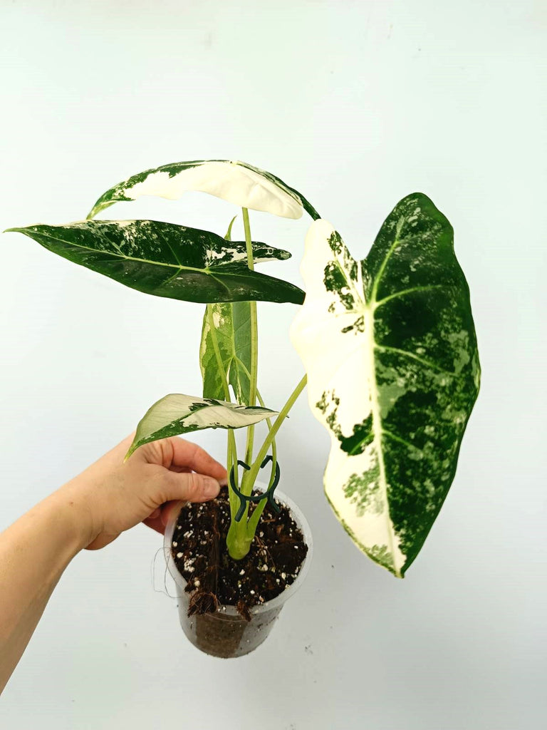 Alocasia micholitziana frydek variegata