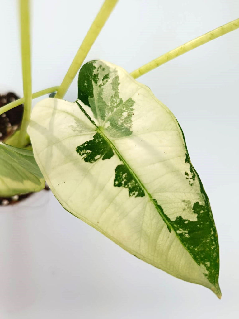 Alocasia micholitziana frydek variegata