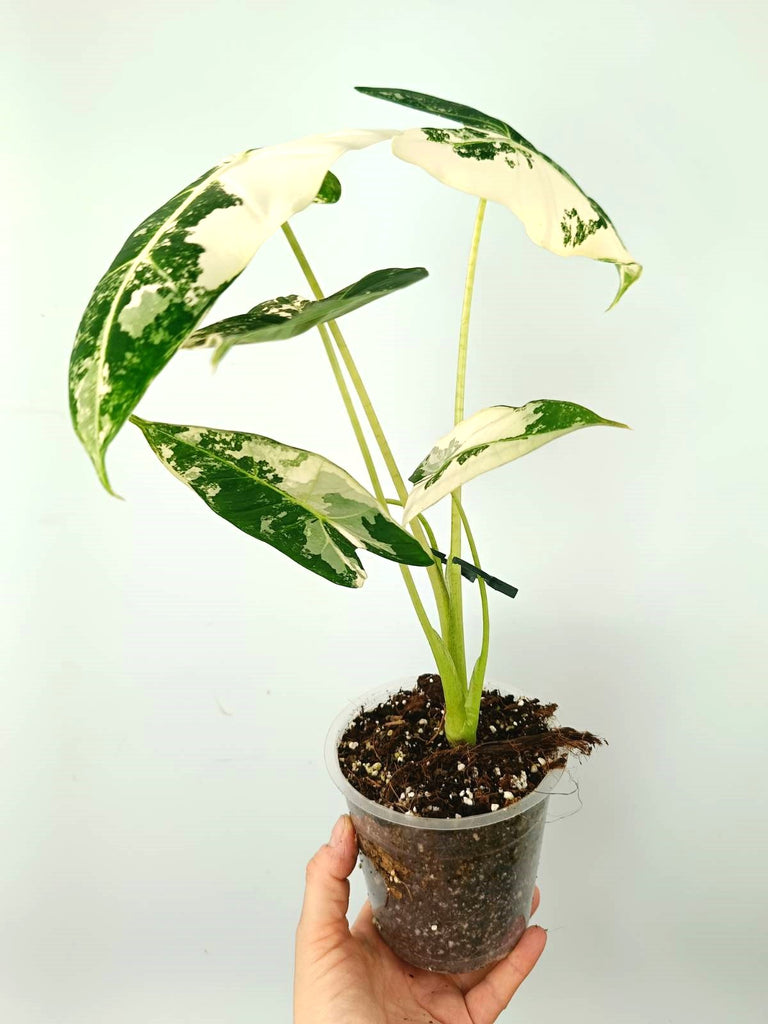 Alocasia micholitziana frydek variegata