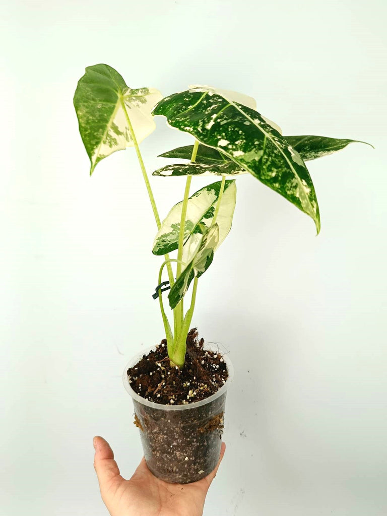 Alocasia micholitziana frydek variegata