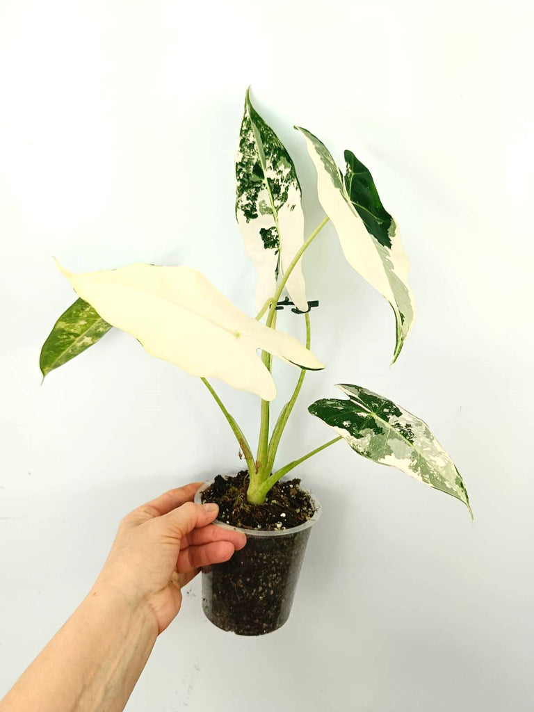 Alocasia micholitziana frydek variegata