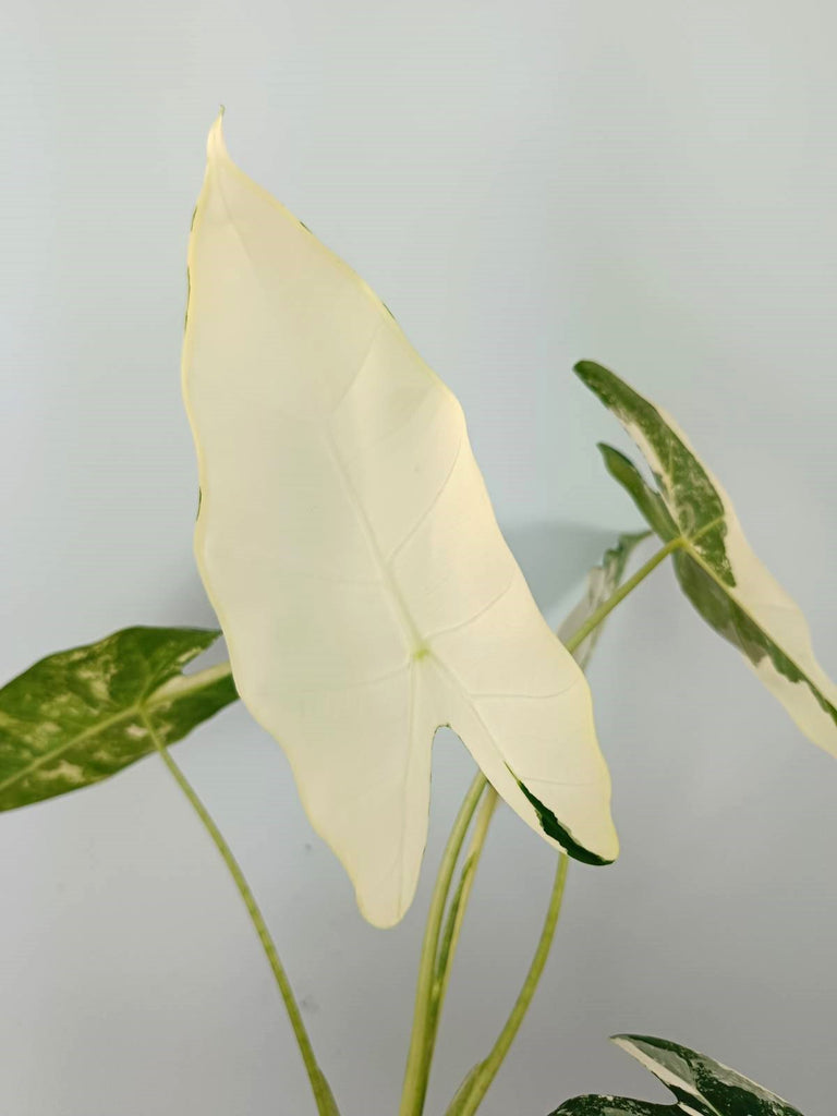 Alocasia micholitziana frydek variegata