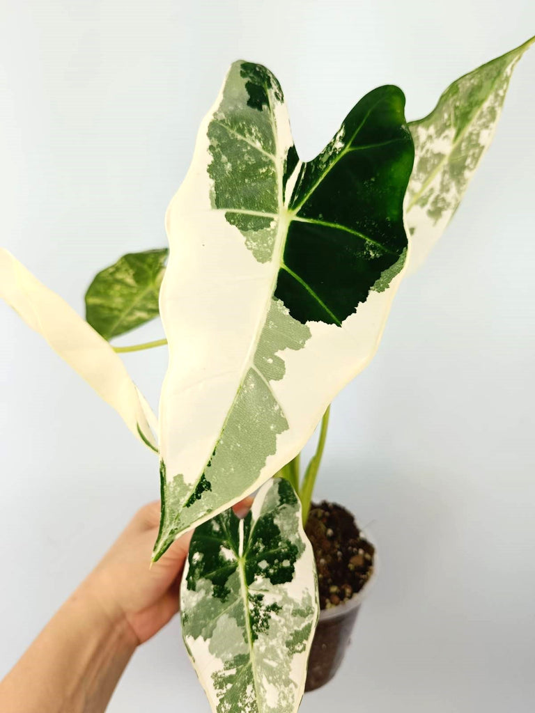 Alocasia micholitziana frydek variegata