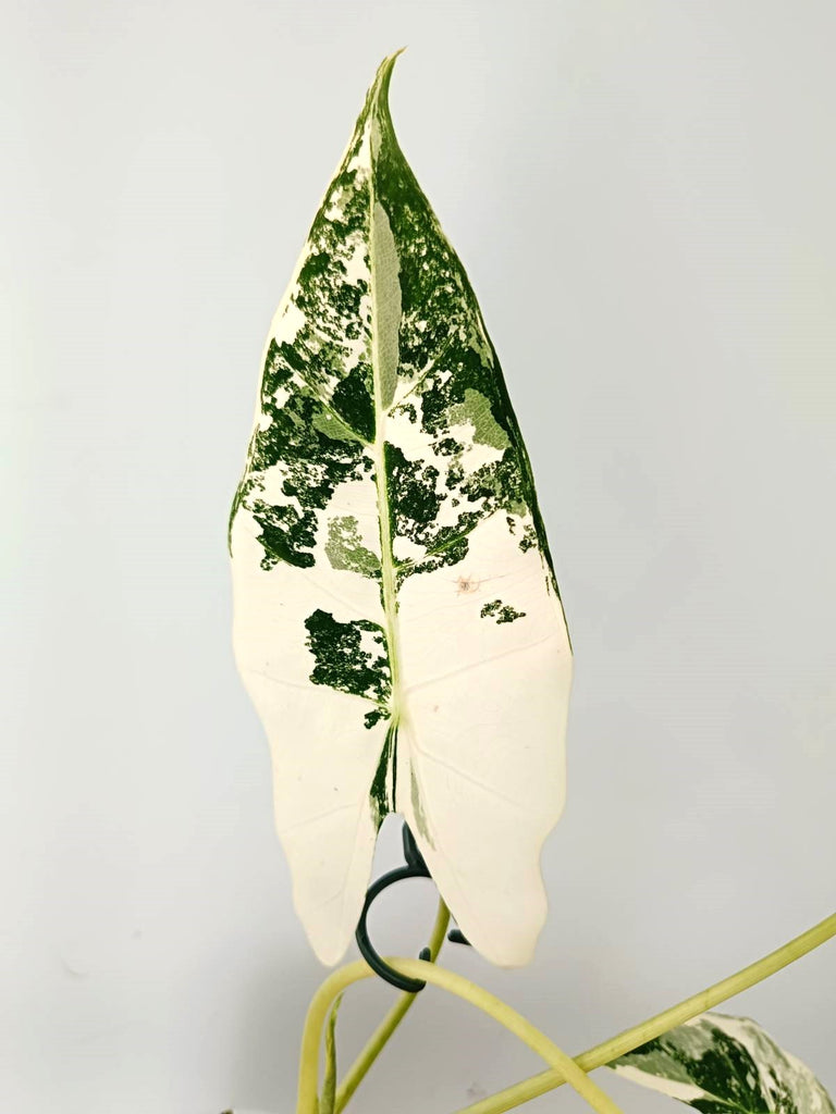 Alocasia micholitziana frydek variegata