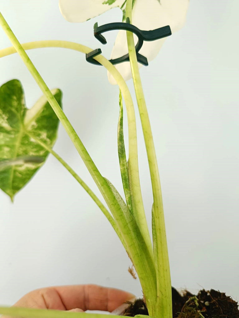 Alocasia micholitziana frydek variegata