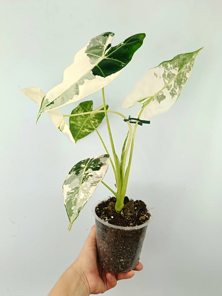 Alocasia micholitziana frydek variegata