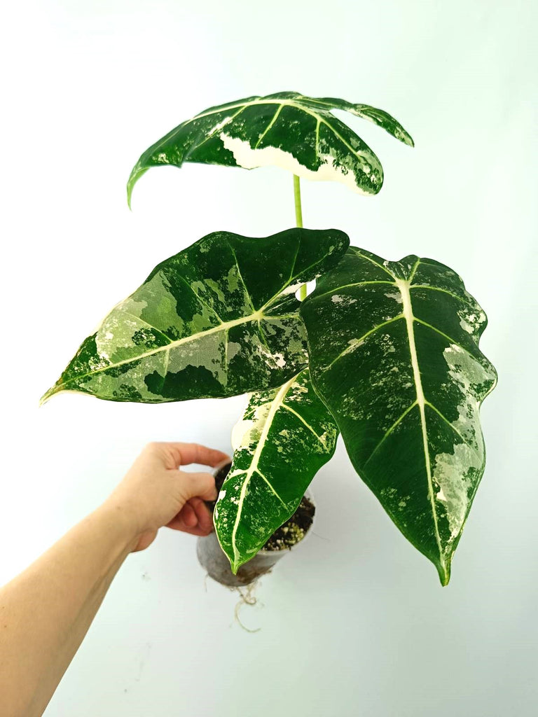 Alocasia micholitziana frydek variegata