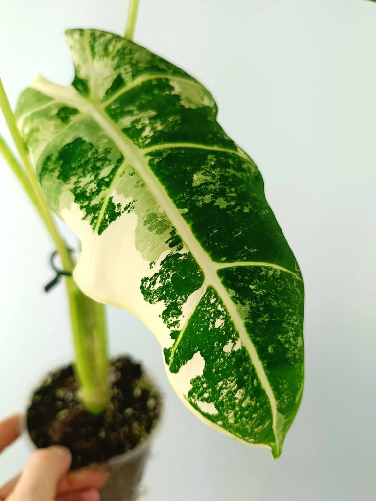 Alocasia micholitziana frydek variegata