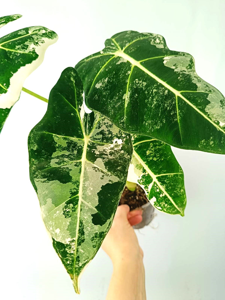 Alocasia micholitziana frydek variegata