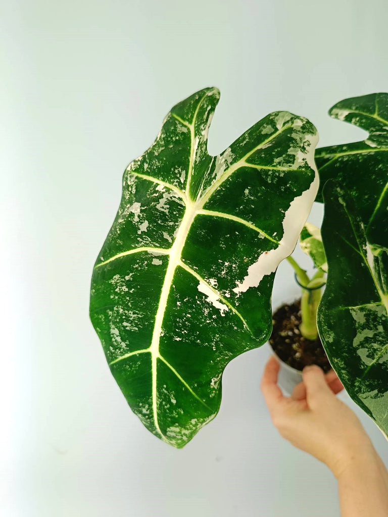 Alocasia micholitziana frydek variegata