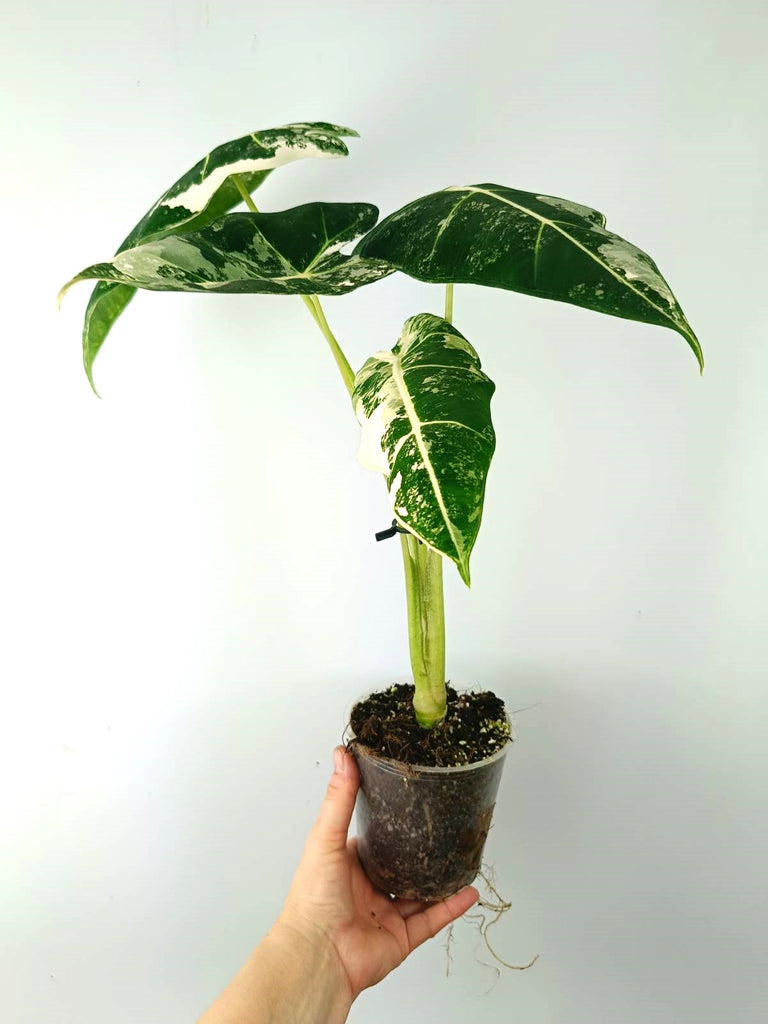 Alocasia micholitziana frydek variegata