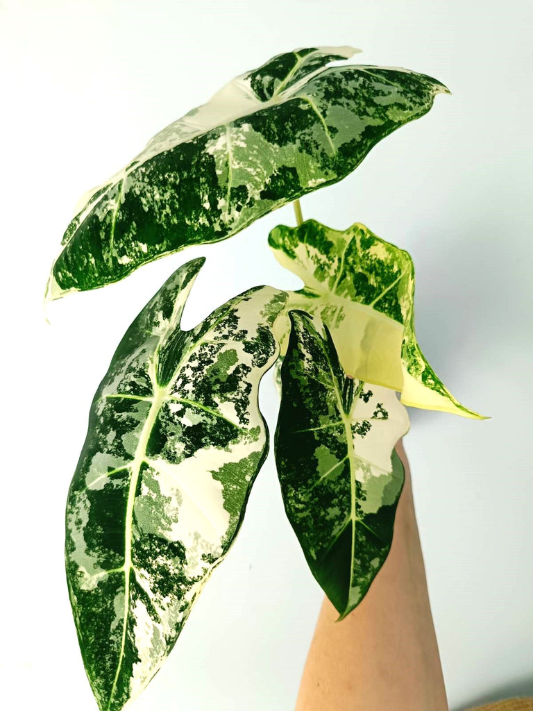 Alocasia micholitziana frydek variegata