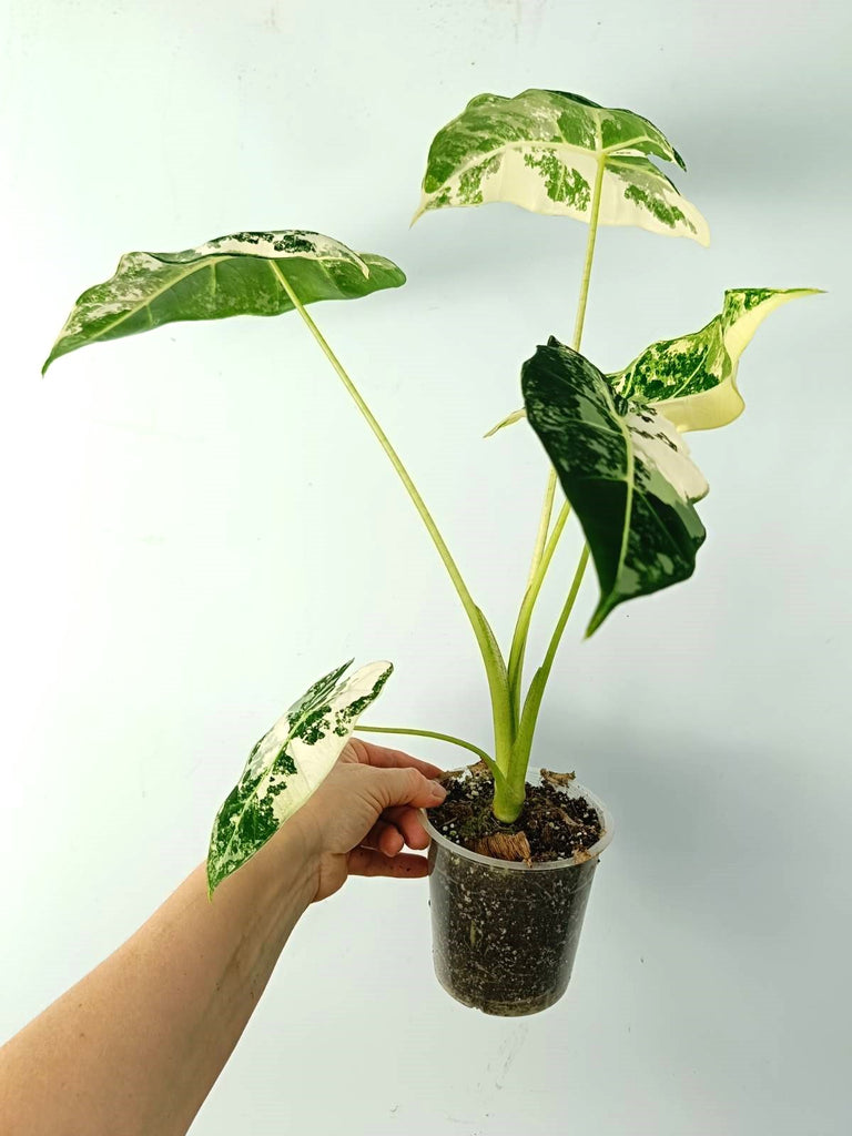 Alocasia micholitziana frydek variegata