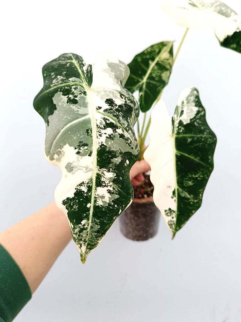 Alocasia frydek variegata