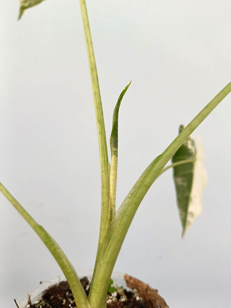 Alocasia frydek variegata