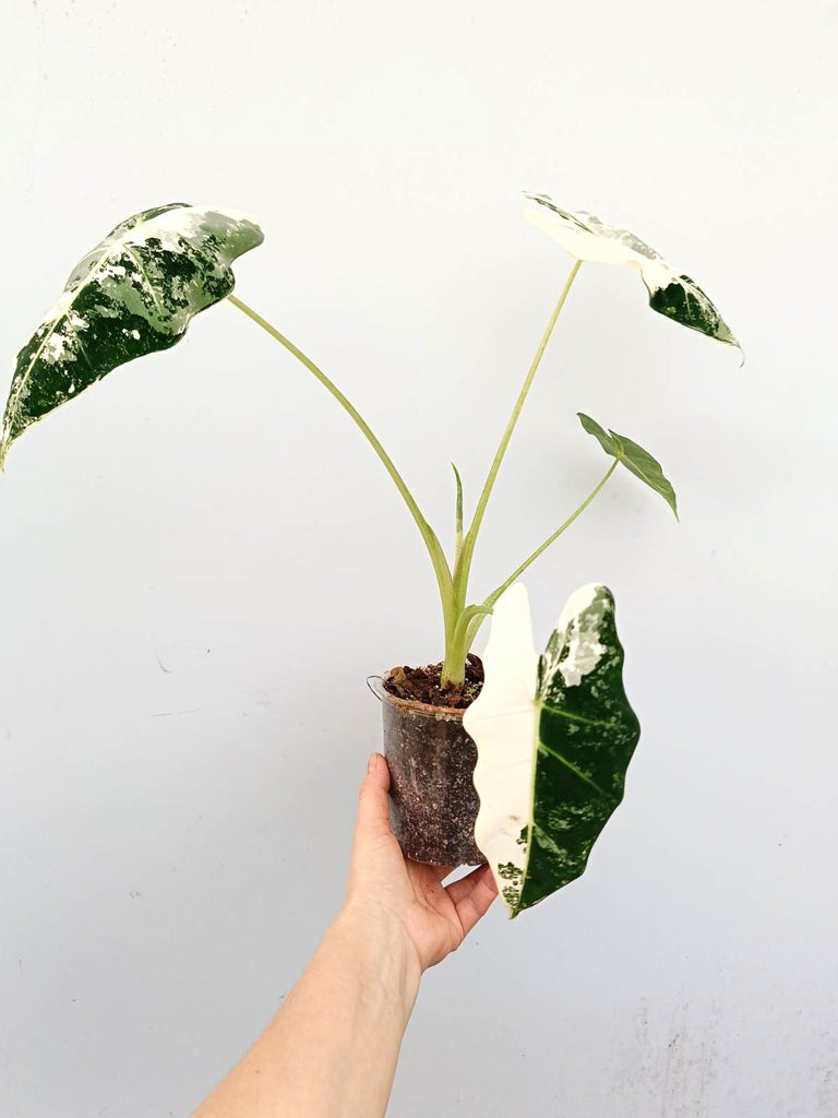 Alocasia frydek variegata