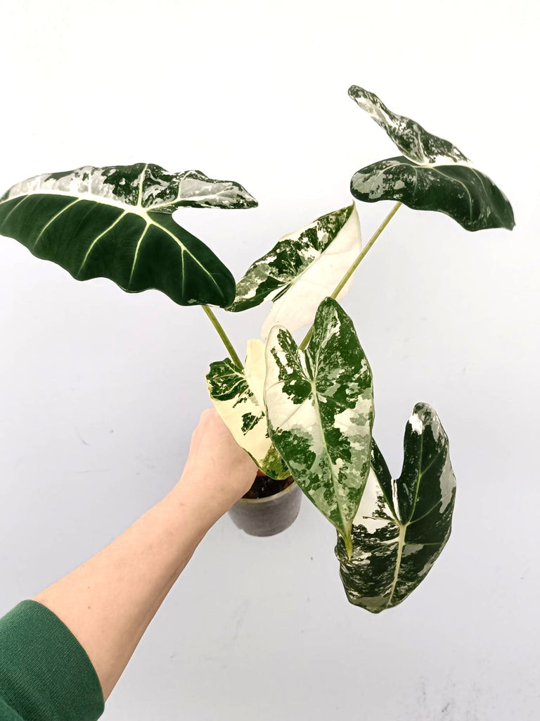 Alocasia frydek variegata