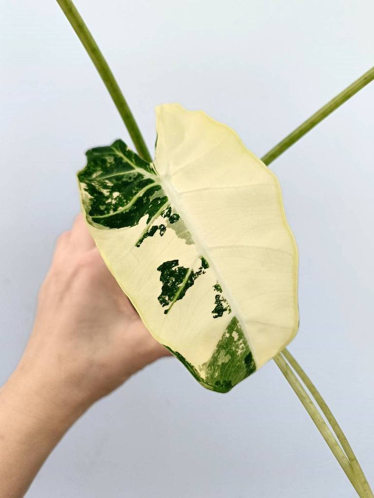 Alocasia frydek variegata