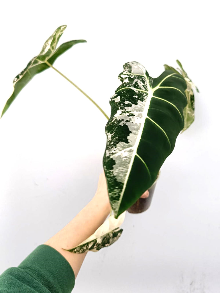 Alocasia frydek variegata