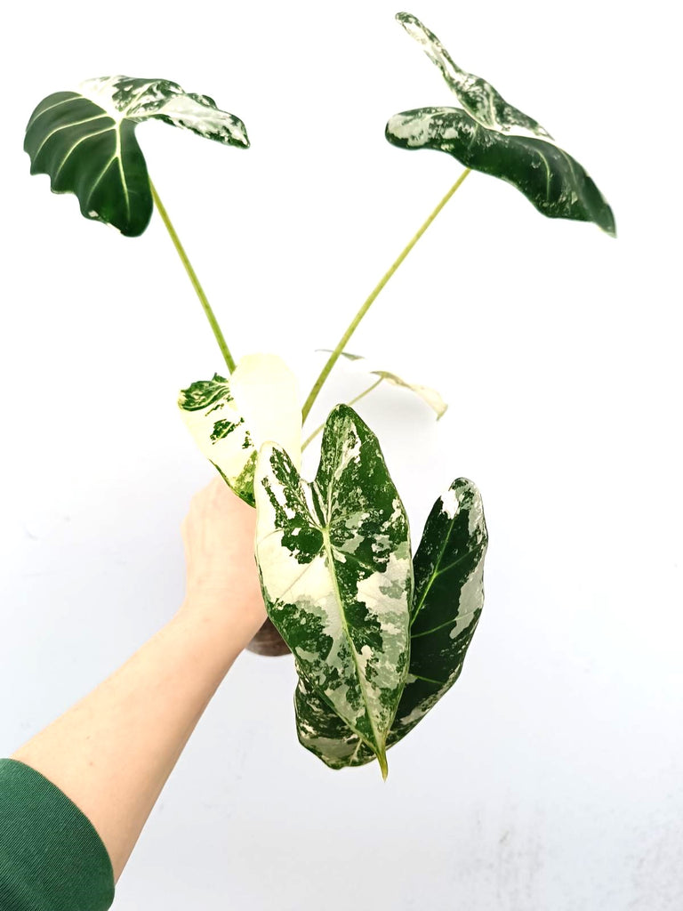 Alocasia frydek variegata