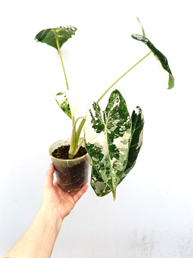 Alocasia frydek variegata